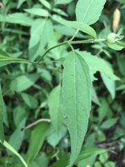 Heliopsis gracilis