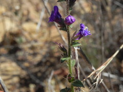 Sairocarpus pusillus