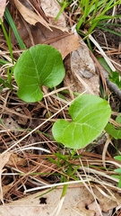 Pyrola americana