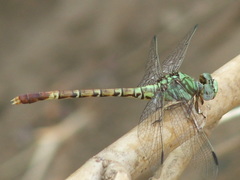 Paragomphus elpidius