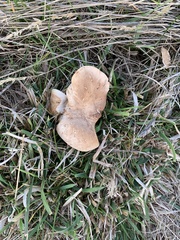 Rhodocybe piperita