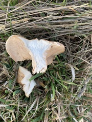Rhodocybe piperita