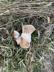 Rhodocybe piperita