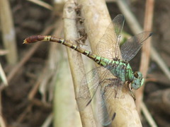 Paragomphus elpidius