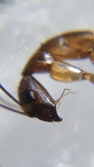 Camponotus irritans