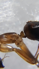 Camponotus irritans