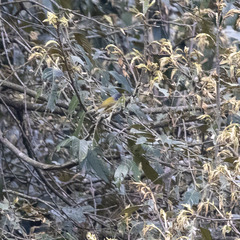 Phylloscopus poliogenys