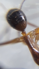 Camponotus irritans