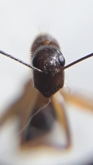 Camponotus irritans