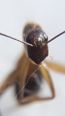 Camponotus irritans