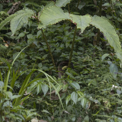 Arisaema speciosum, photograph 2