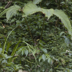 Arisaema speciosum, photograph Paulmathi Vinod, CC BY, iNaturalist via GBIF