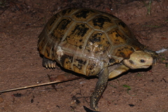 Indotestudo elongata
