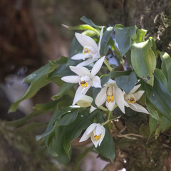 Coelogyne corymbosa