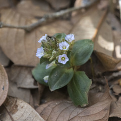 Gentiana capitata