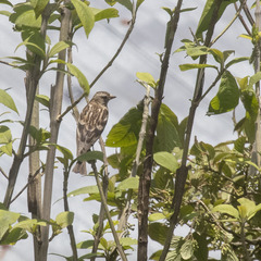 Leucosticte nemoricola