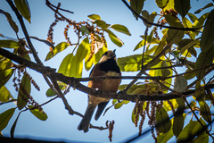 Sittiparus varius varius