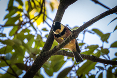 Sittiparus varius varius