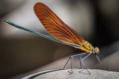 Calopteryx cornelia