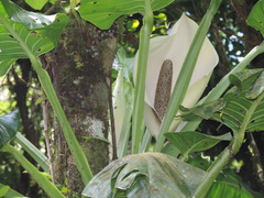 Monstera acuminata