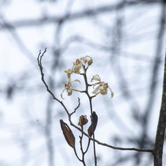 Cymbilabia undulata