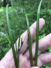 Scleria oligantha
