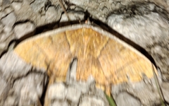 Thinopteryx delectans