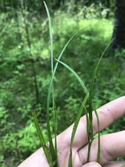 Scleria oligantha