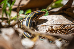 Plestiodon japonicus