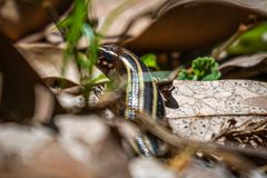 Plestiodon japonicus