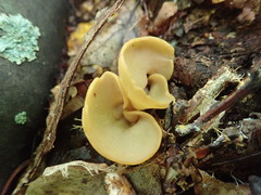 Otidea kauffmanii