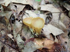Otidea kauffmanii
