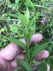 Solidago ulmifolia ulmifolia