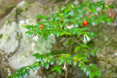 Damnacanthus indicus indicus