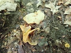 Otidea kauffmanii
