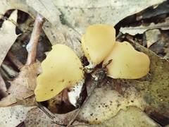 Otidea kauffmanii