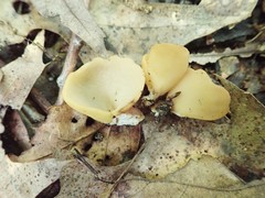 Otidea kauffmanii