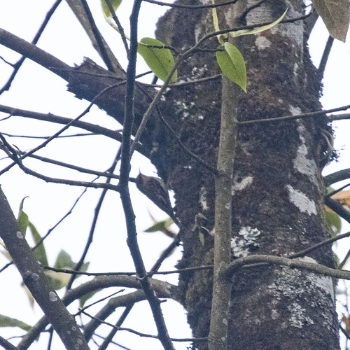 Sikkim Treecreeper (Certhia discolor), photo 7