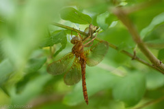 Neurocordulia xanthosoma