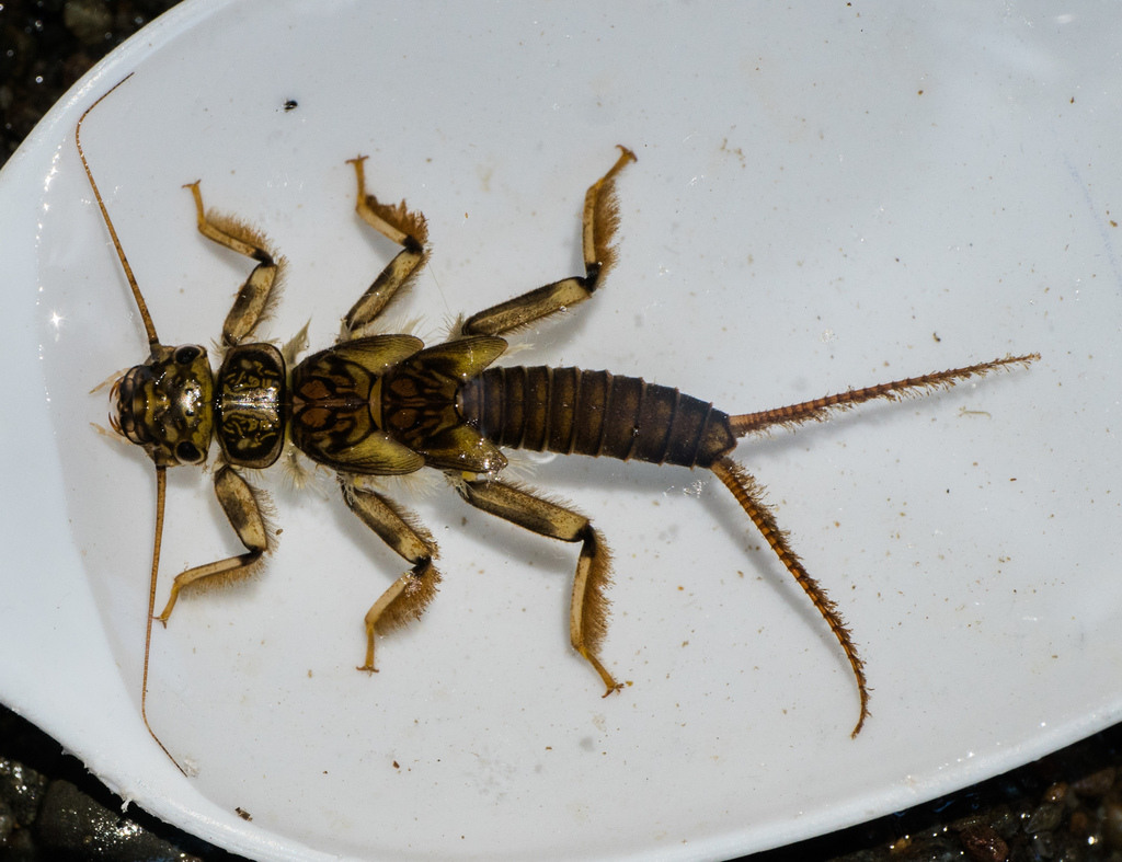 Western Stonefly