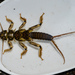 Western Stonefly - Photo (c) Merav Vonshak, some rights reserved (CC BY-NC), uploaded by Merav Vonshak