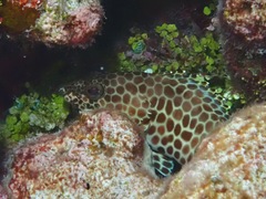 Epinephelus merra