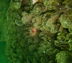 Astropyga pulvinata
