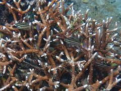 Cheilodipterus isostigma