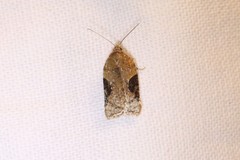 Acleris braunana