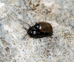 Psephenidae