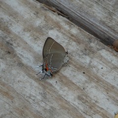 Satyrium favonius autolycus