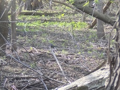 Dumetella carolinensis