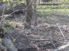 Dumetella carolinensis