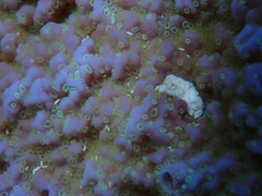 Montipora flabellata